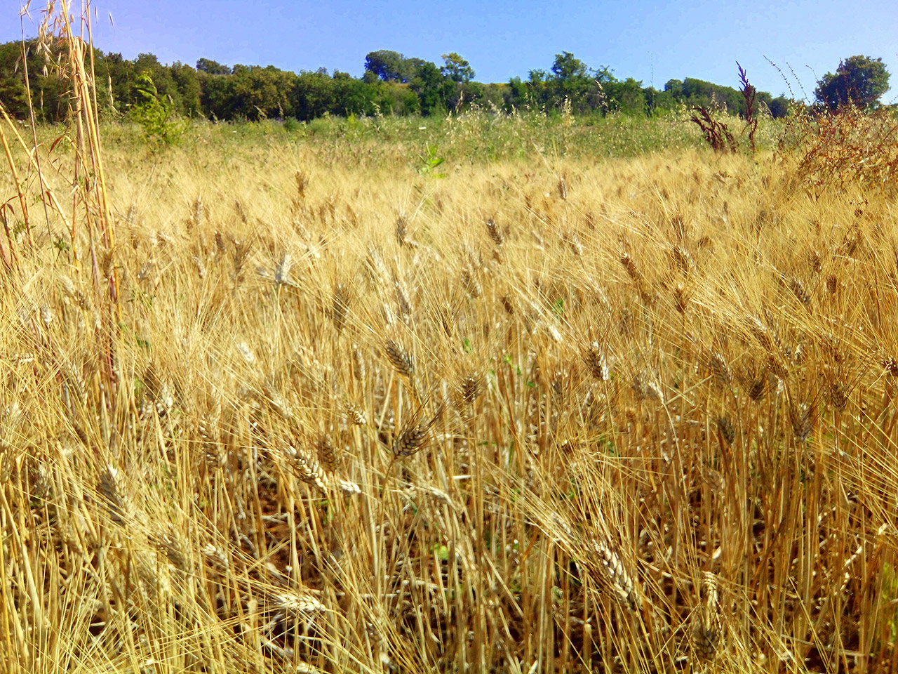 Prima trebbiatura di grano antico varietà Scorzonera