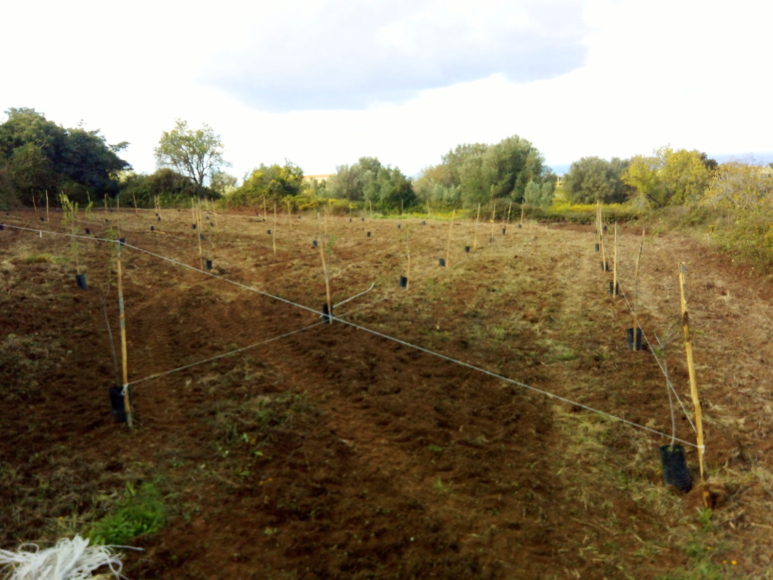 Seeding time for the Agricultural Society “I Discepoli di Padre Pio”